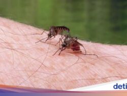 Sesudah 100 Tahun, Mesir Berhasil Terbebas Di Penyakit Malaria