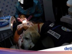 Unjuk Rasa Gemas Anjing Ramah Anak Di Klinik Gigi