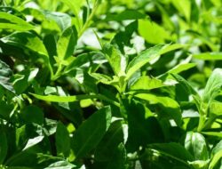7 Manfaat Daun Sambung Nyawa, Herbal Serbaguna Bagi Kesejaganan Tubuh